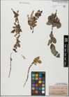 Foto von Salix glabra Scop.